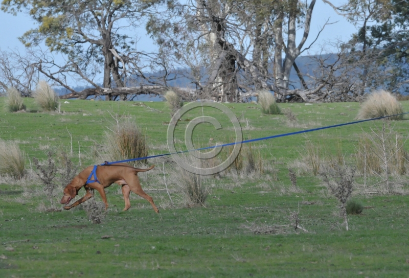 Tracking_201208_GundogClub"