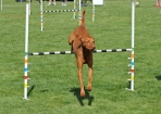 TAS_0810