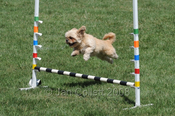 DOG_0041.JPG