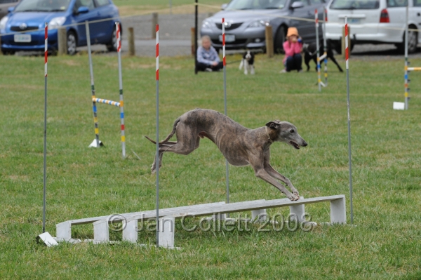 DOG_0253.JPG