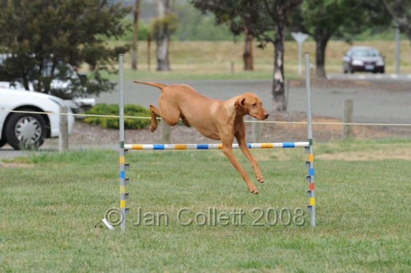 DOG_0333.JPG