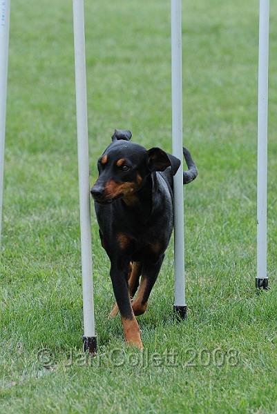DOG_0384.JPG