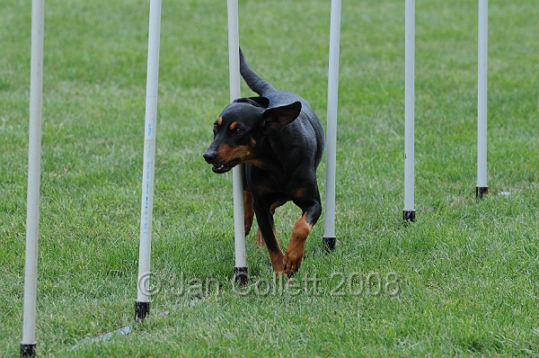 DOG_0385.JPG