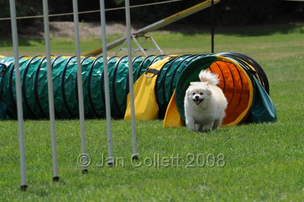 DOG_0402.JPG