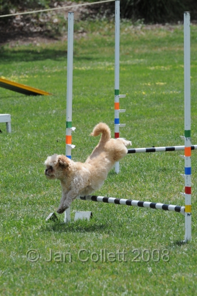 DOG_0412.JPG