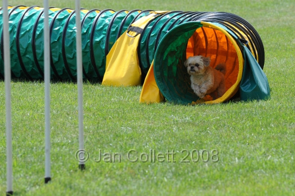 DOG_0418.JPG