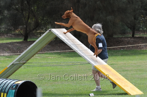 DOG_0437.JPG