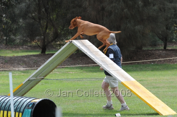 DOG_0438.JPG