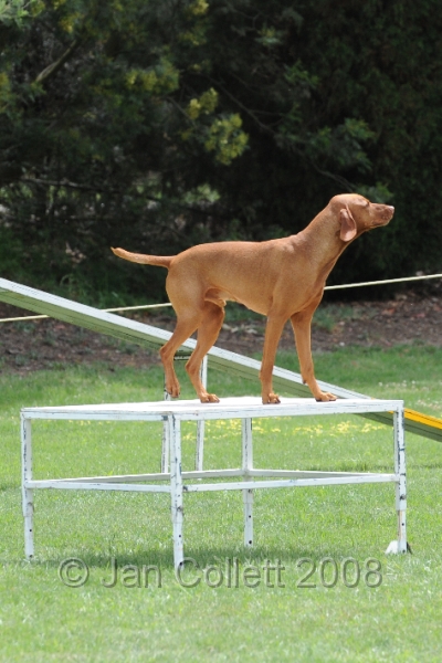 DOG_0442.JPG