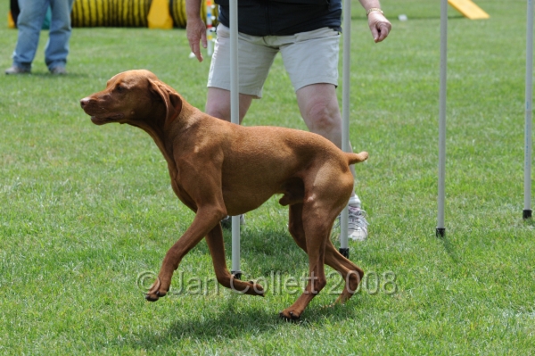 DOG_0465.JPG
