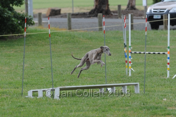DOG_0497.JPG