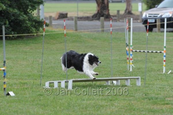DOG_0513.JPG