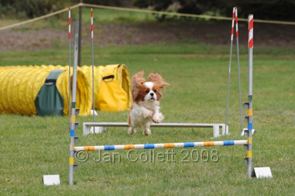 DOG_0527.JPG