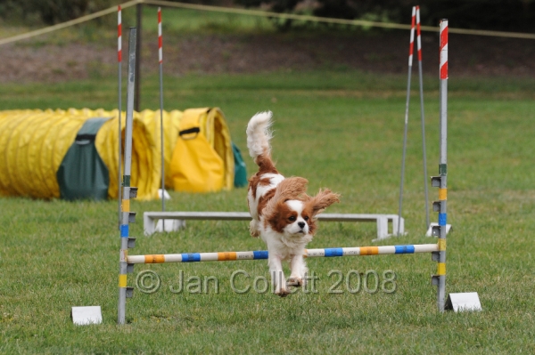 DOG_0529.JPG