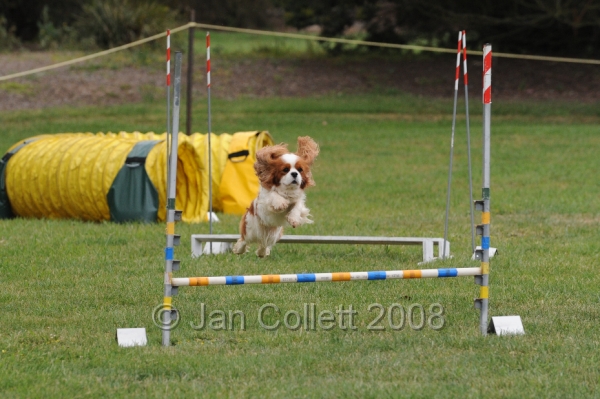 DOG_0531.JPG