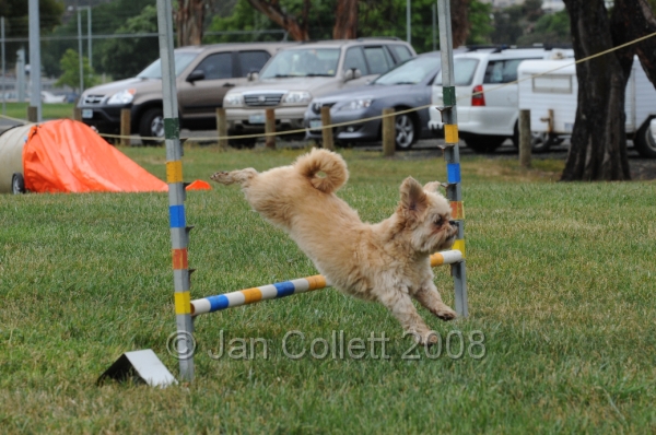 DOG_0599.JPG