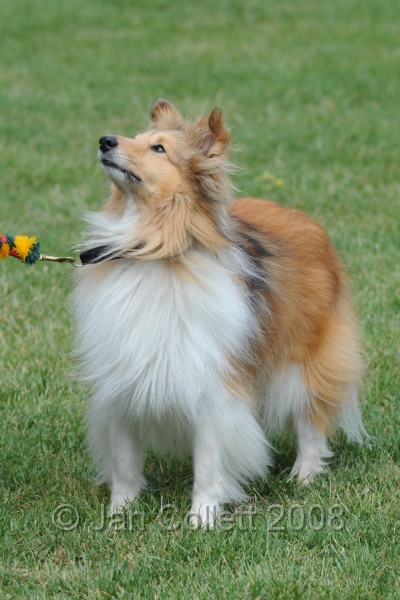 DOG_0628.JPG