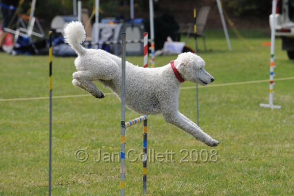 DOG_0709.JPG