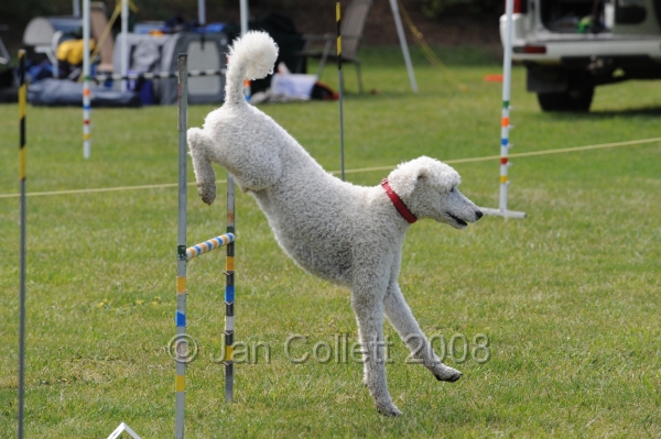 DOG_0710.JPG