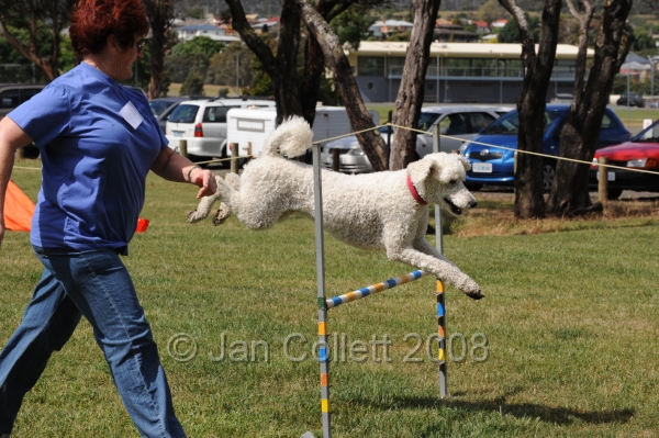 DOG_0722.JPG