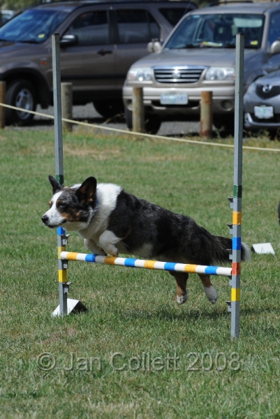 DOG_0781.JPG