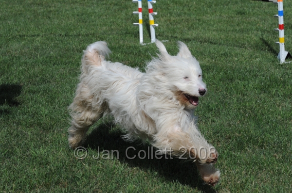 DOG_9714.JPG