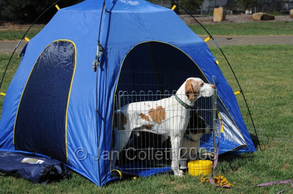DOG_9816.JPG