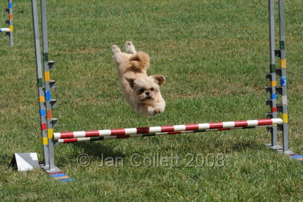 DOG_9855.JPG