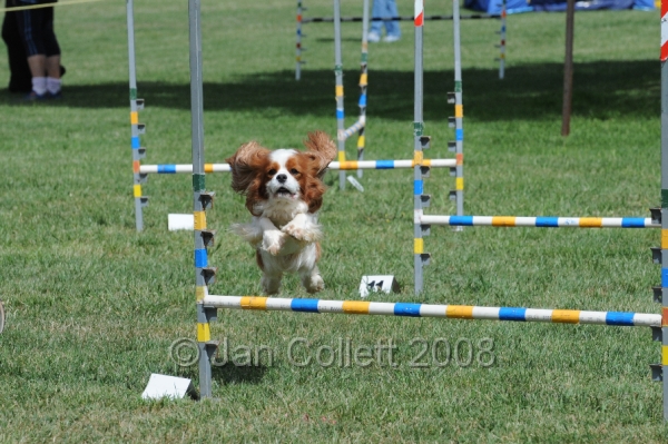 DOG_9913.JPG