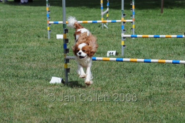 DOG_9915.JPG