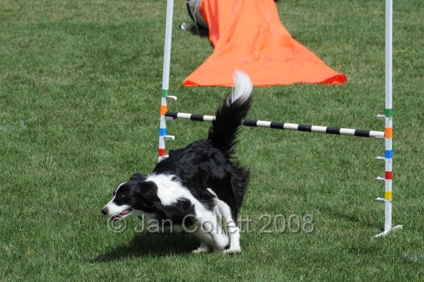 DOG_9957.JPG