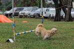 DOG_0600