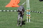 DOG_9685
