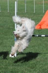 DOG_9712