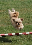 DOG_9855v