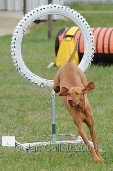 DOG_4923.jpg