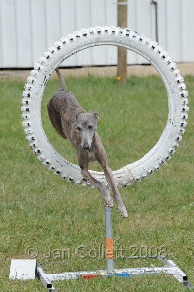 DOG_4964.jpg