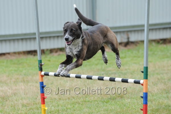 DOG_4977.jpg