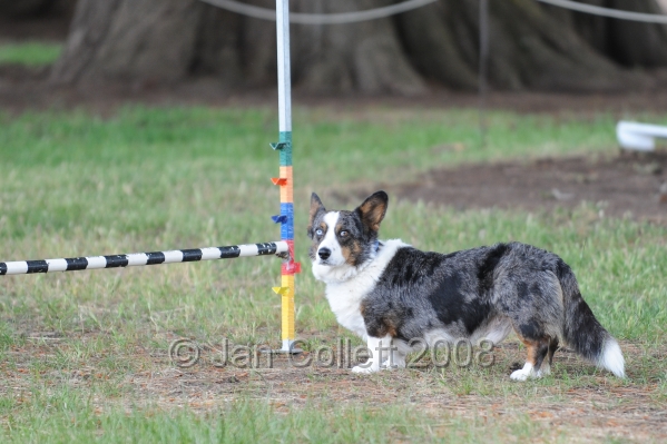 DOG_5009.jpg