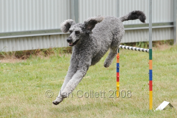 DOG_5015.jpg