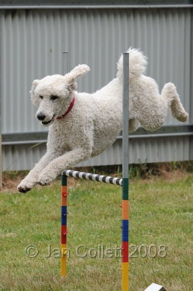 DOG_5021.jpg