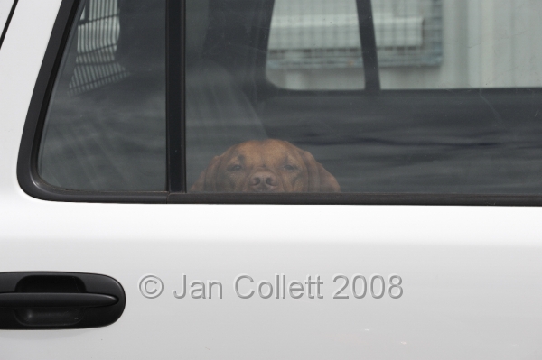 DOG_5027.jpg