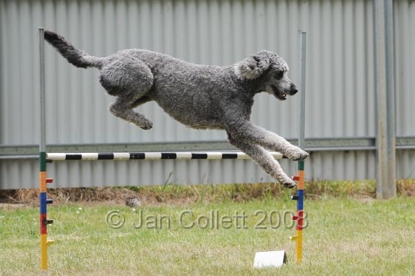 DOG_5077.jpg