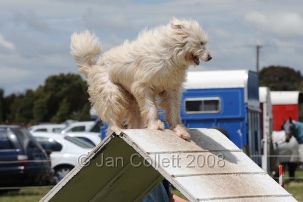 DOG_5187.jpg