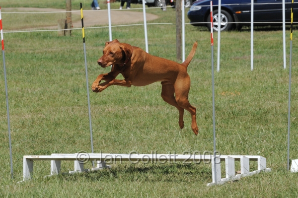 DOG_5408.jpg