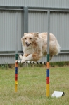 DOG_4880