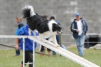 DOG_5037