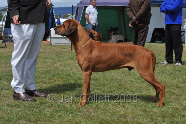 DOG_6421.JPG