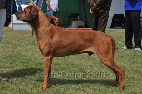 DOG_6422.JPG