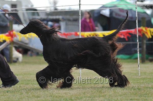 DOG_6460.JPG